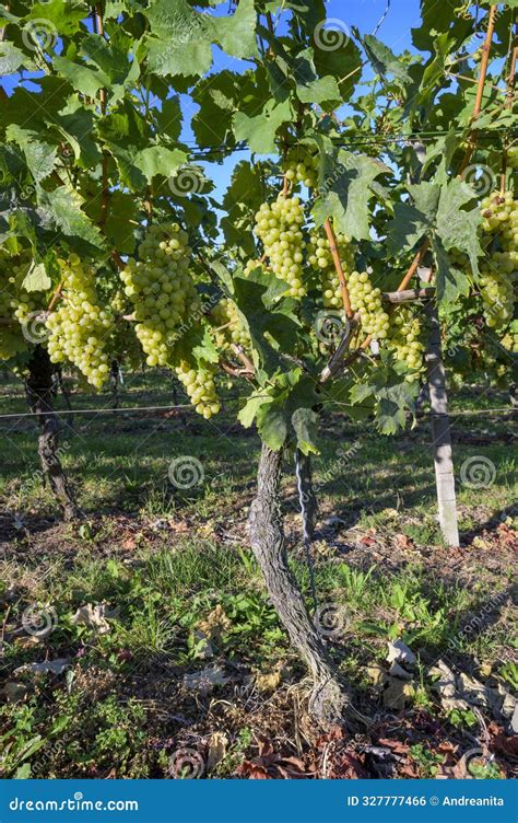 White Grape and Vines in Vineyard Stock Photo - Image of farming, blue ...
