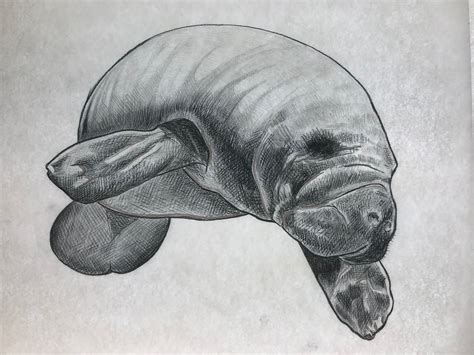 How To Draw A Manatee - Drawing Tips Guide