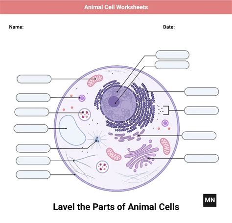 Animal Cell Structure 的图像结果