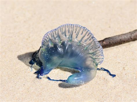 Bluebottle - The Australian Museum