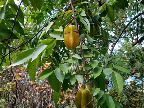 Rare Tropical Fruit Trees 的图像结果