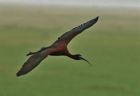 LO4A5534 Glossy Ibis (Explore 6/25/15) | Bird photo, Bird pictures, Ibis