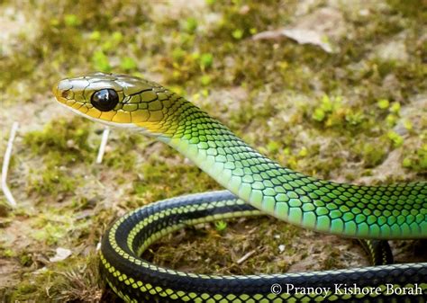 Indian Snakes - Indian Snakebite Initiative