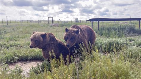 The Wild Animal Sanctuary in Keenesburg, Colorado