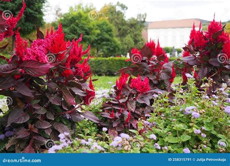 Celosia Plant, Cellosia is a Genus of the Amaranth Family or Marev ...