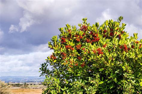 Toyon (Heteromeles arbutifolia)