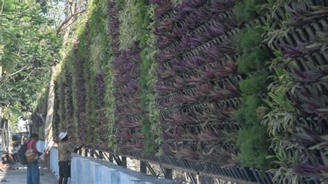 Versova mangroves in Mumbai get bio-fences | Mumbai news