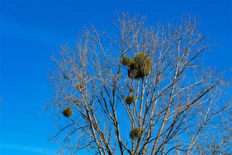 Clusters in SQL Server 的图像结果