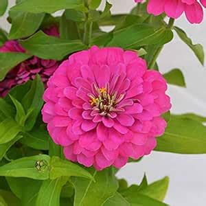 Zinnia Hybrid Flower Plants Flower All Season for Home Garden Pack of 2 ...