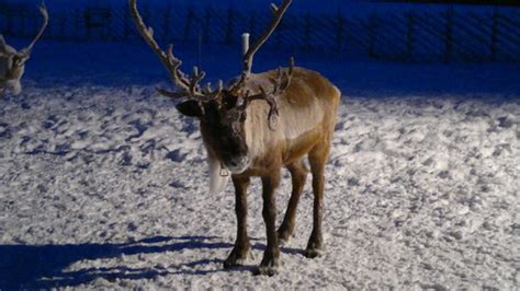 Nutti Sami Siida (Jukkasjarvi) - All You Need to Know BEFORE You Go