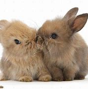 Image result for Baby Bunnies Wallpaper