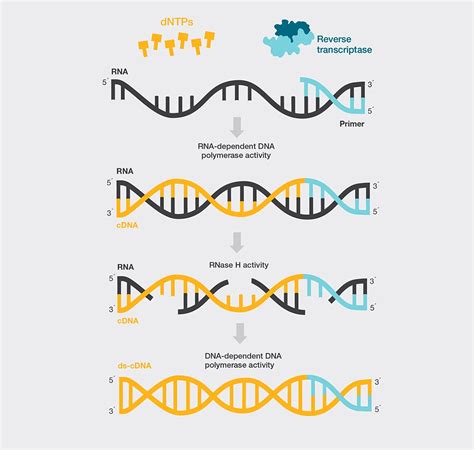 Image result for How Does Reverse Transcriptase Work