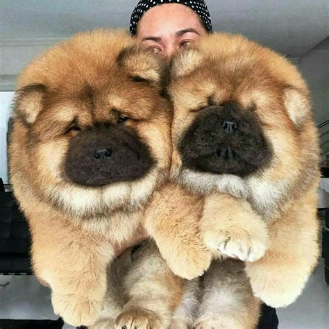Pin by Tera Simmons on Smiles for you | Chow dog breed, Chow chow dogs ...