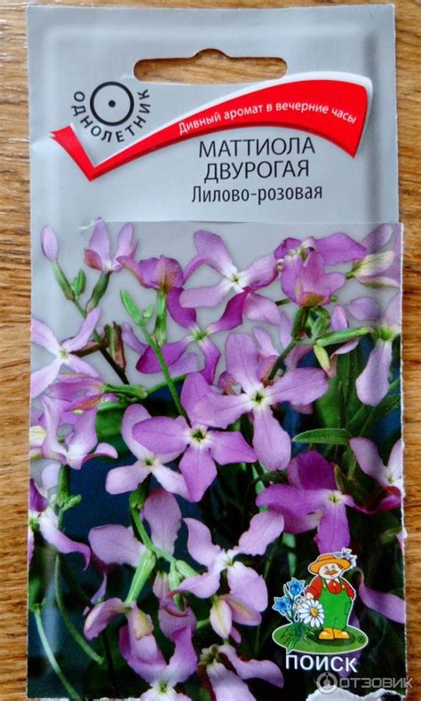 Маттиола и ее выращивание из семян. Когда сажать их в почву