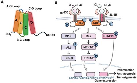 The Role of vIL-6 in KSHV-Mediated Immune Evasion and Tumorigenesis