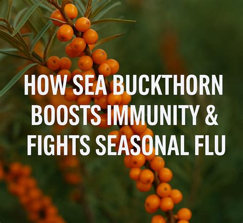 How Sea Buckthorn Boosts Immunity & Fights Seasonal Flu | Baton Tea