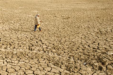 Iraq Launches Tree Planting Initiative to Fight Desertification and Climate Change | Earth.Org