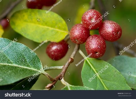 49,779 Autumn Olive Images, Stock Photos & Vectors | Shutterstock