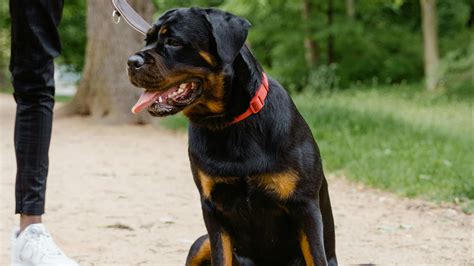 Understanding Pancreatic Cancer in Dogs: Symptoms, Stages & Treatment