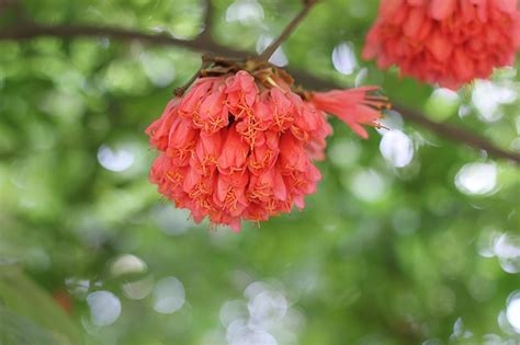 Page 3 | Caesalpinia japonica Photos - Download Free High-Quality ...