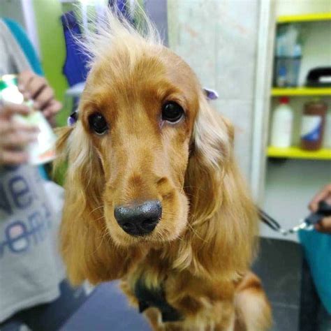 Petgascar Pet Spa, Multiple Outlets | LBB