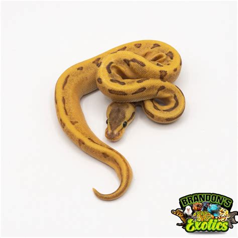 Image result for Pin Strip Ghost Ball Python
