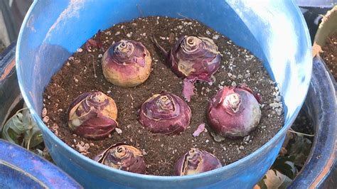 Here's how to grow spring bulbs in pots | 9news.com
