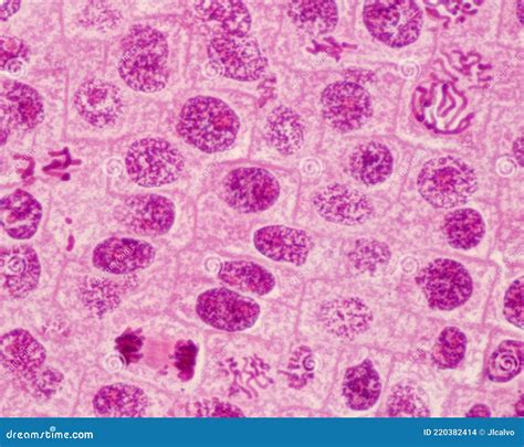 Mitosis Prophase Microscope