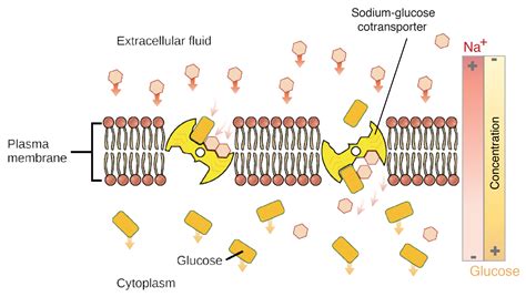 Glucose Sodium Cotransporter Diagram
