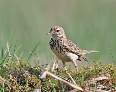 Kuvatulokset haulle pipit