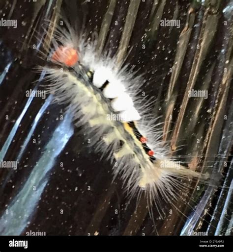 White-marked Tussock Moth (Orgyia leucostigma) Insecta Stock Photo - Alamy