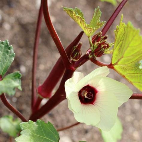 KLARKEE Z2954_A_Burgundy Red Okra Seeds Seed Price in India - Buy ...