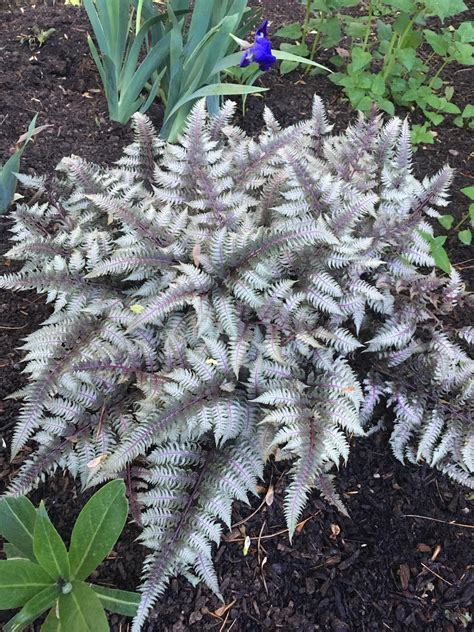 This Japanese painted fern is one of the nicest specimens in my garden ...