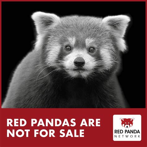 Red Panda Network