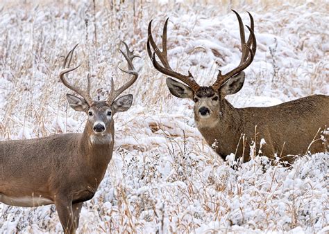 Whitetail Deer