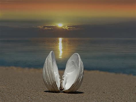 Image result for Calm Shell