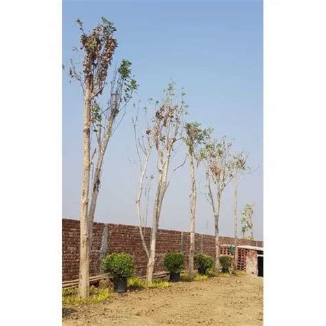 Landscaping Project - Big size Trees Manufacturer from South 24 Parganas