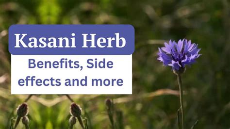 Kasani Herb (Cichorium Intybus) Benefits, Side Effects & How to Use
