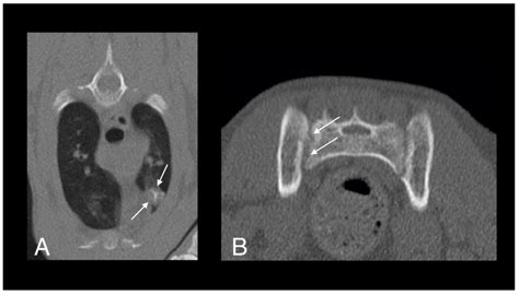 Systemic Mycobacterium kansasii Infection in Two Related Cats