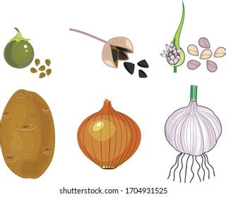 Image result for Vegetative Reproduction Potato