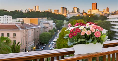 Daisy Seeds – Mixed Color Blooms for a Vibrant Garden, Balcony & Terra ...