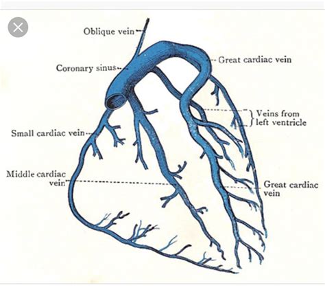Venous System | Cardiac, Cardiac nursing, Cardiac anatomy