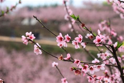 【保存版】フルーツマニアが伝授！甘くておいしい桃の見分け方とおすすめの切り方、保存方法｜チーとクルクルメモ