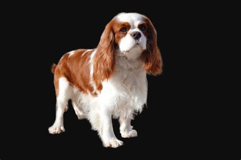 Image result for Extinct Dogs