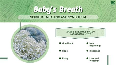 Baby's Breath: Meaning and Symbolism of This Beautiful Flower - A-Z Animals