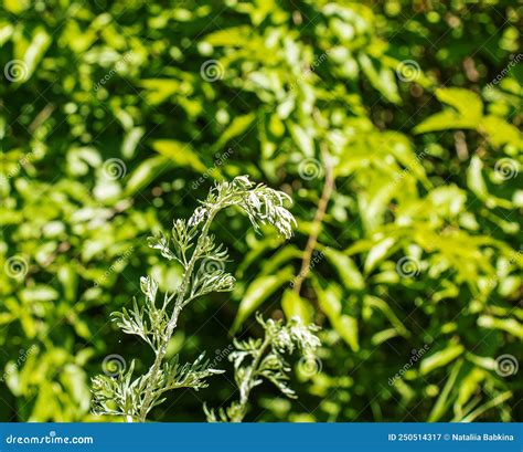Closeup of Fresh Growing Sweet Wormwood (Artemisia Annua) Grasses in ...