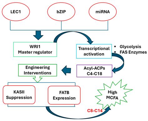 Genetic Regulation and Breeding Application of Medium-Chain Fatty Acids ...