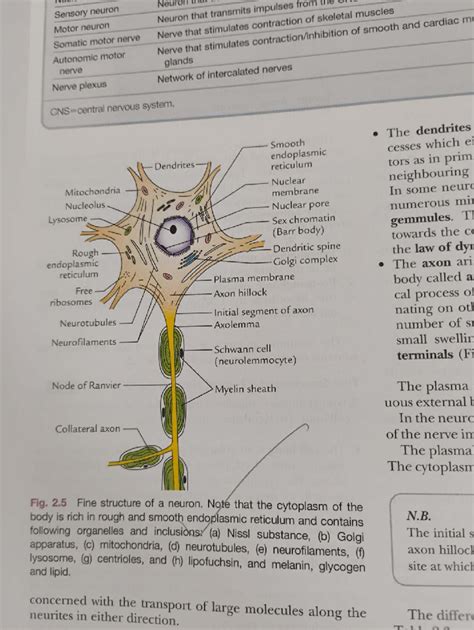 Imp Topic & Diagrams for Session 2: Clinical Neuroanatomy - Studocu