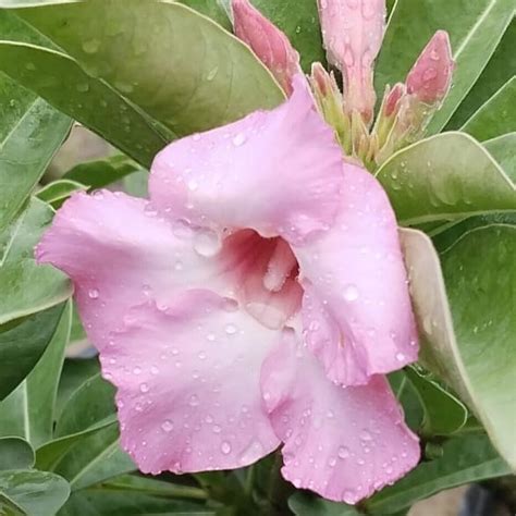 Grafted Adenium (SWZ2p)