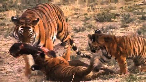 Image result for Tiger Classification Chart